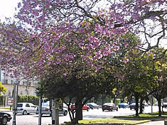 本当はもっとピンク色なラパーチョの花ブラジルではイペー