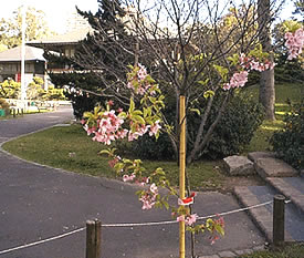 ブエノスアイレス日本庭園の秋篠宮記念植樹桜