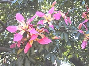 パロ・ボラッチョの花